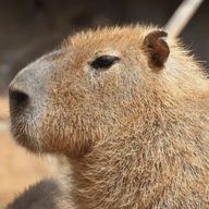 かぴばらさんのアイコン画像