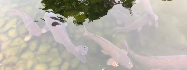 ニワカオタクさんの壁紙画像