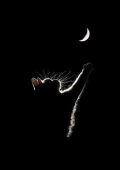 愛した君は偵察部隊の隊長だった