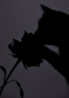 気になる先輩に片想い中