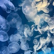 さくらさんのアイコン画像