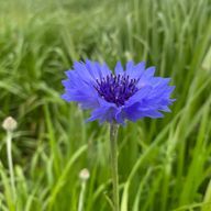 せんちめーとるさんのアイコン画像