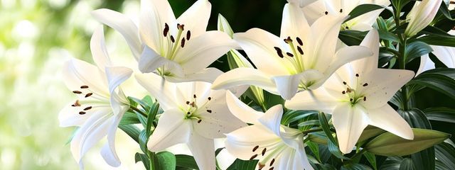 あいりすちゅんさんの壁紙画像