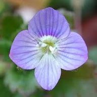 ワイルドフラワー🌸@気分屋さんのアイコン画像