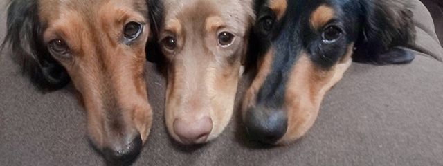 藍さんの壁紙画像