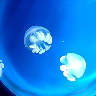 藍さんのアイコン画像