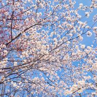 　べにこさんのアイコン画像