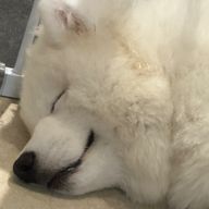 マッピーさんのアイコン画像