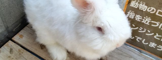 Mizukaさんの壁紙画像