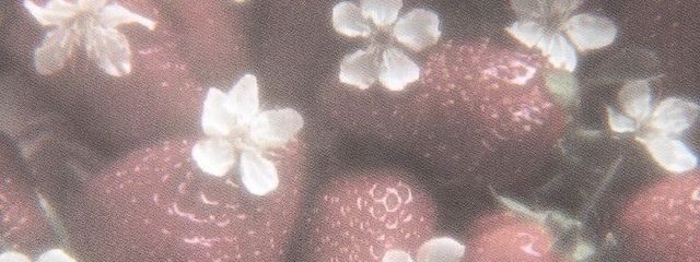 　　　　　1st.さんの壁紙画像