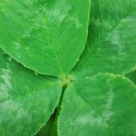 よつんばいさんのアイコン画像