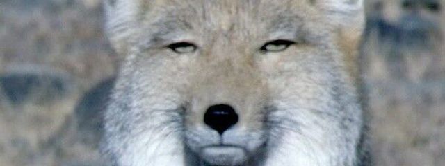 稲祢莉絃 @活動停止さんの壁紙画像