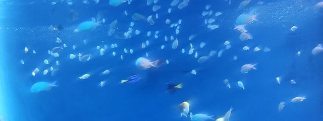 kashiwaさんの壁紙画像