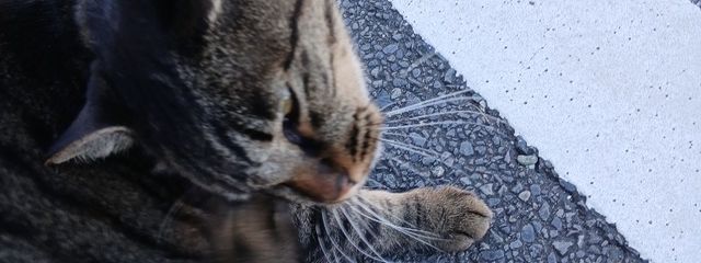 ピンクボールさんの壁紙画像