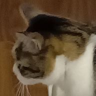 ゆっきーさんのアイコン画像