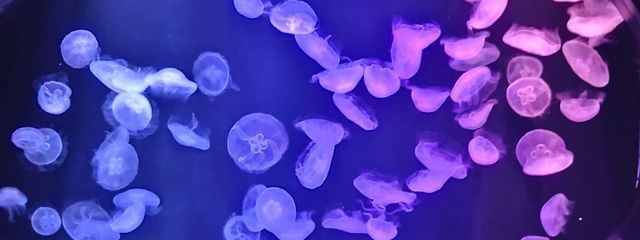 𝒮𝒪ฅ^•ﻌ•^ฅℛ𝒜 🐙🧡💛さんの壁紙画像
