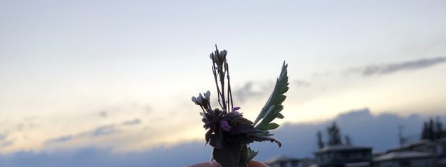 futabaさんの壁紙画像