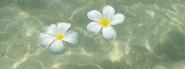 生娘さんの壁紙画像