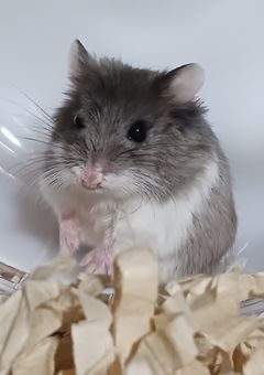 うちのハムちゃんたち載せるとこ