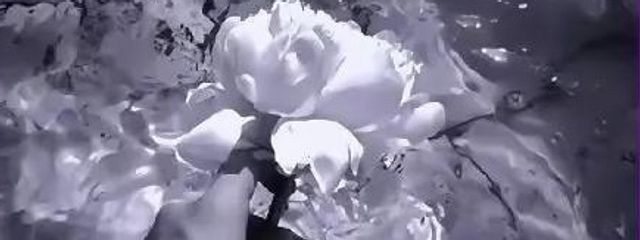 紫眼鏡さんの壁紙画像