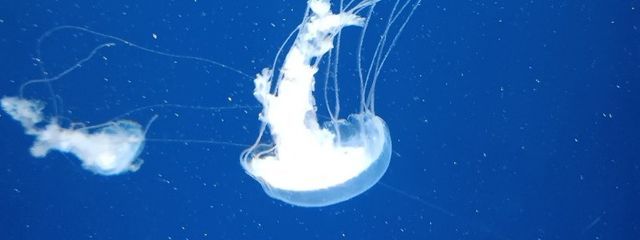 はまぐりさんの壁紙画像