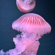 棚から桜餅さんのアイコン画像