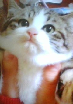 猫を載せるだけ^^