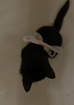 もこもこリボンと魔法の時間 〜にゃんだふるで待ってるにゃん♡〜