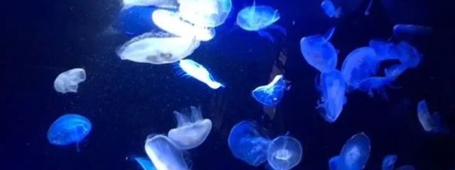 Adoreさんの壁紙画像