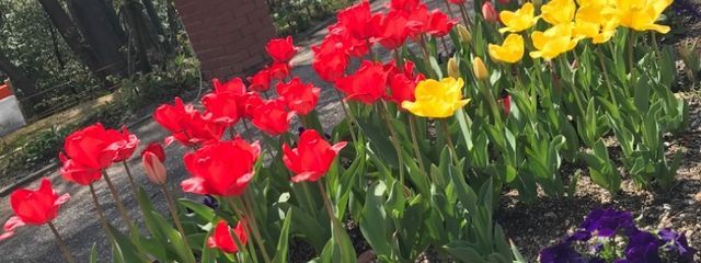 はつさんの壁紙画像