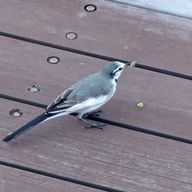 おおるりさんのアイコン画像