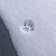 わらびさんのアイコン画像