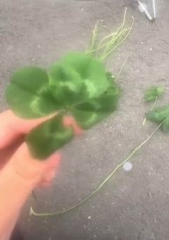 四葉のクローバー探し【完結】