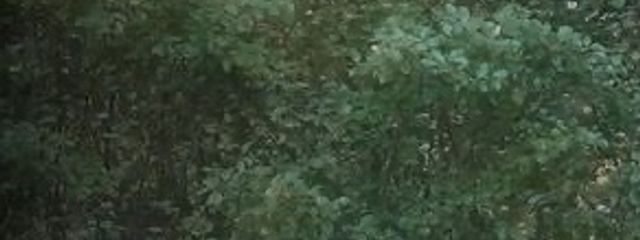 kaleさんの壁紙画像