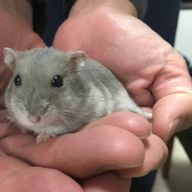 にこさんのアイコン画像