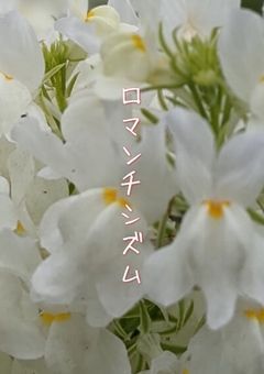 ロ マ ン チ シ ズ ム