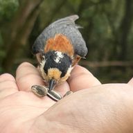 逃げ癖さんのアイコン画像