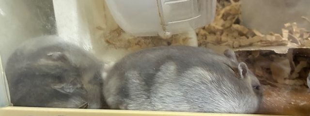東雲朱鳥　フォロバ絶対する！さんの壁紙画像