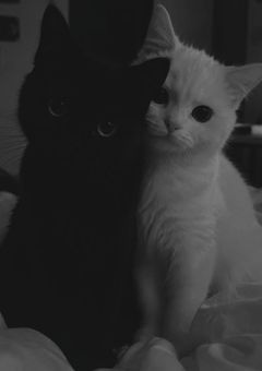 猫を拾っちゃいました。