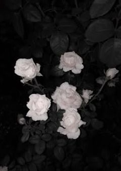 fur  マフィアのボス、拾いました