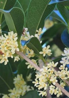 星の花が降る頃に〜続編〜