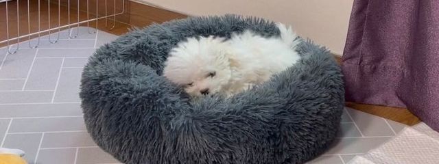 うしゃうしゃさんの壁紙画像