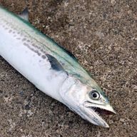 健康野郎。さんのアイコン画像