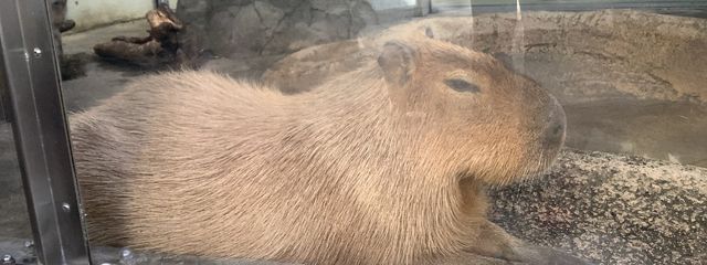 はくいしのさんの壁紙画像