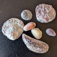 親指の付け根さんのアイコン画像