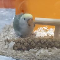 ひーさんのアイコン画像