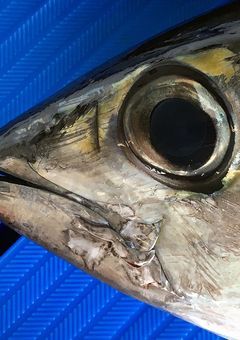 父の道しるべのファンブック的なやつ