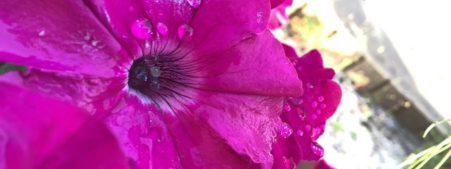 黒薔さんの壁紙画像