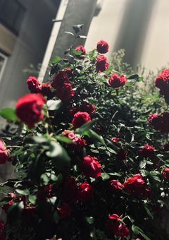 個別 ： ばけしゃと さん 用