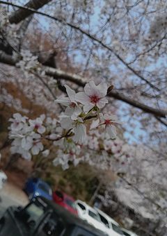 オレ／ボクたちの大切な人はどこに､､､